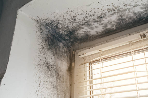 Affordable Hvac And Air Duct Mold Remediation solutions in Coopersville, MI